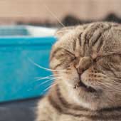 Las 5 mejores arenas para gatos alérgicos ¡Conócelas!