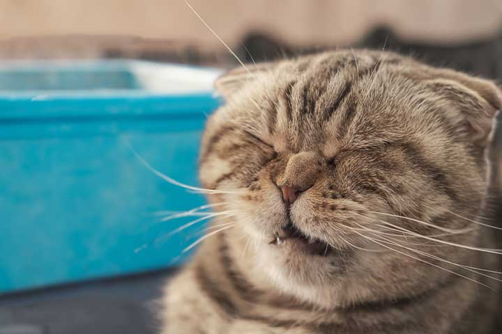 Las 5 mejores arenas para gatos alérgicos ¡Conócelas!
