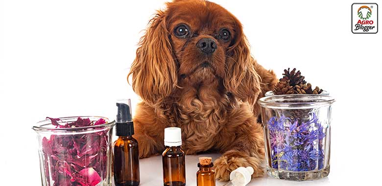receta de aromaterapia para perros