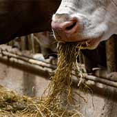 Tipos de suplementos para el ganado bovino