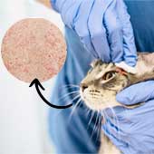 Enfermedades que pueden transmitir las mascotas ¿Qué es una zoonosis?