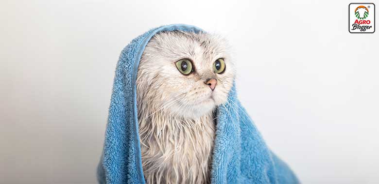 escoger el mejor shampoo para gatos