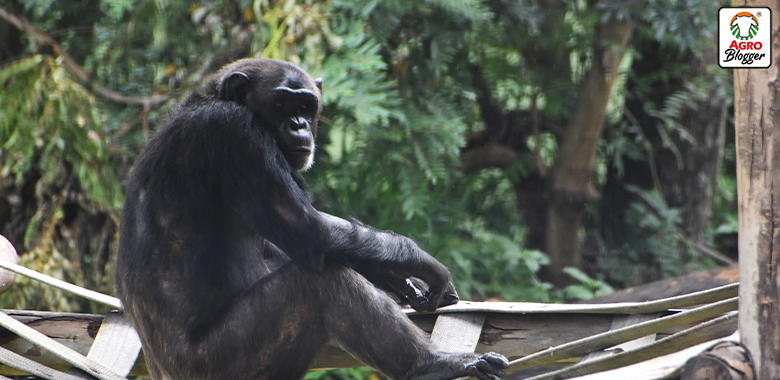 pancho y chita chimpances de pereira asesinados