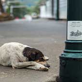 Alerta en Armenia por panfletos que amenazan con el envenenamiento masivo de perros
