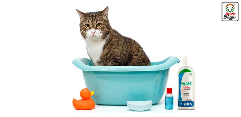 shampoo especializados para gatos