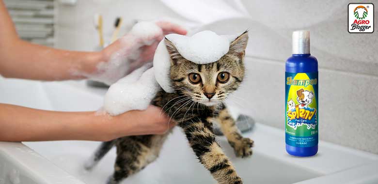 shampoo para gatos con pulgas