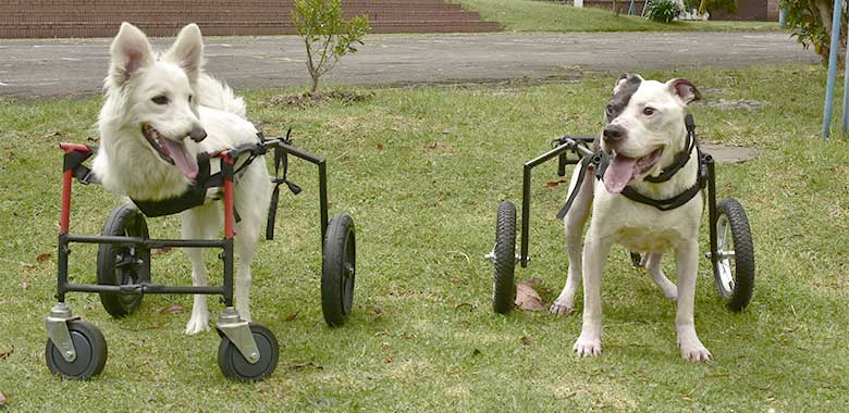 sillas de ruedas para mascotas que han cambiado vidas