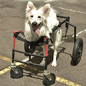 Transformando vidas con Sillas de ruedas para mascotas Adéu