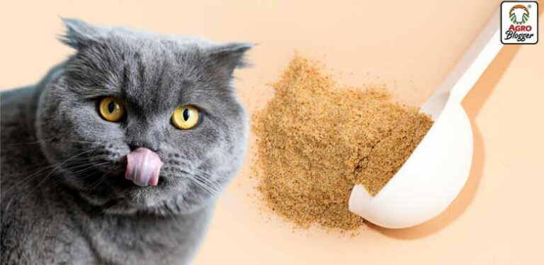 alimentos ricos en fibra para gatos