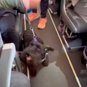 Bajan a pasajera de vuelo de Viva Aerobús y a su mascota de apoyo emocional