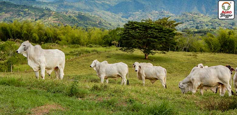 que es la ganaderia colombiana sostenible