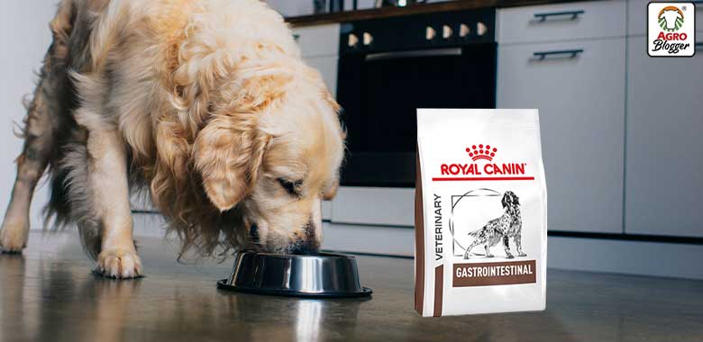 royal canin gastrointestinal perros