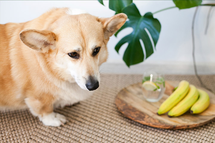 7 Alimentos con potasio para perros ¡Conócelos!