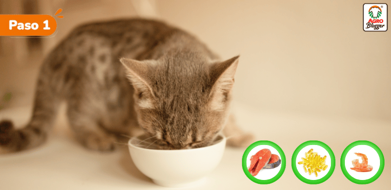 acidos grasos caspa en gatos