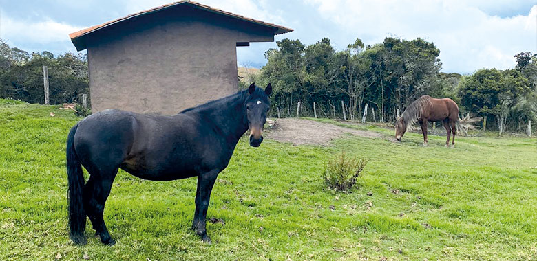 alejandra borrero adopto dos caballos ex cocheros