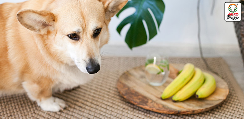 7 Alimentos con potasio para perros ¡Conócelos!