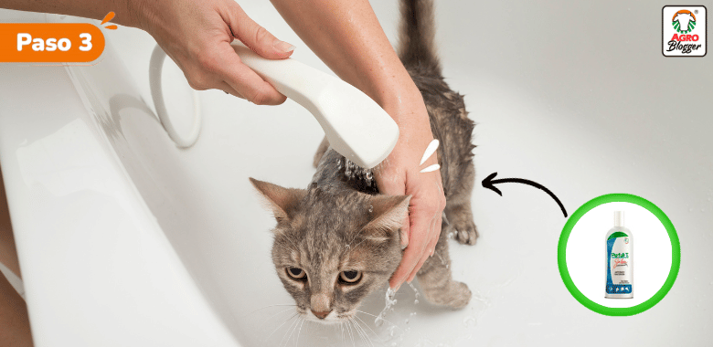 champu especializado caspa en gatos
