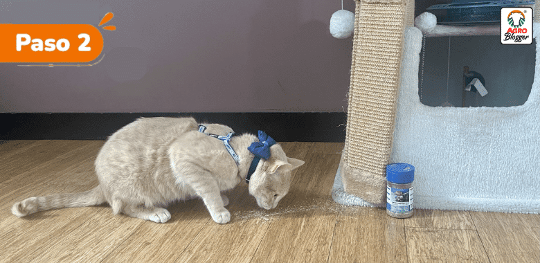 evitar gatos aranen muebles catnip