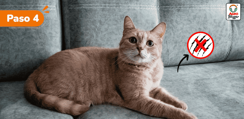 evitar gatos aranen muebles tela antirasgunos