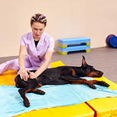 Fisioterapia para perros y gatos ¿En qué consiste?