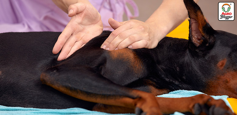 fisioterapia veterinaria rehabilitacion