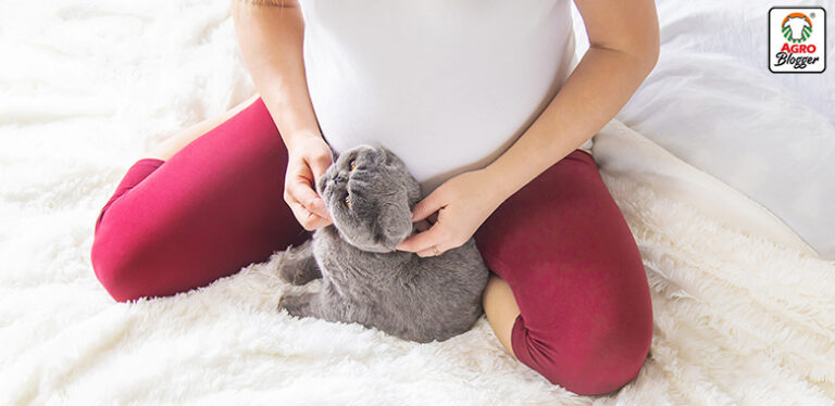 los gatos y las mujeres embarazadas