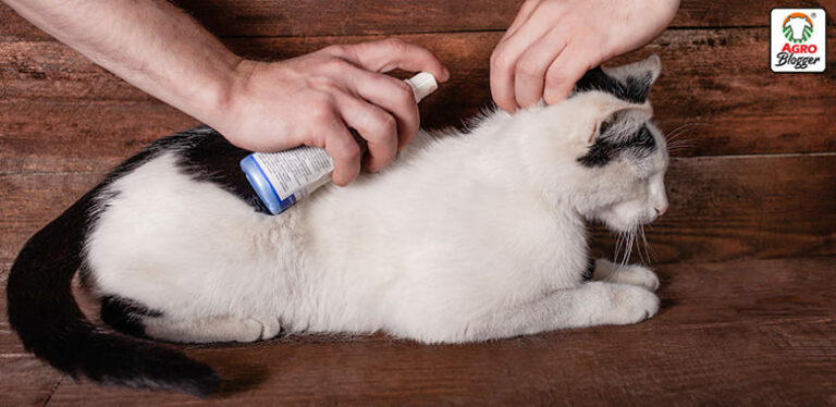 mejor antipulgas para gatos