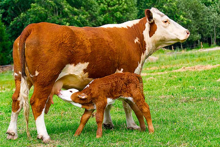 5 mejores suplementos para la reproducción bovina ¡Conócelos!