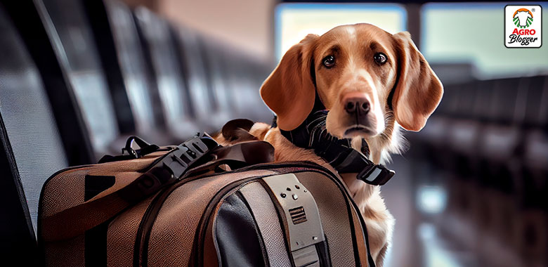 perrito perdido en aeropuerto
