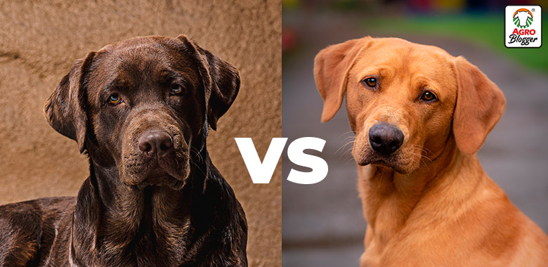 perro callejero vs perro de raza