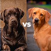 Perro callejero VS perro de raza ¿Cuál adoptar?