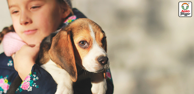 perros para persona depresivas beagle