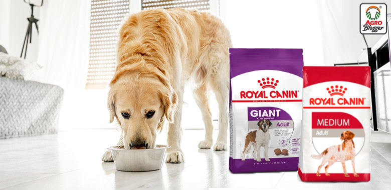presentaciones royal canin para perros adultos