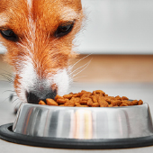 ¿Es bueno el alimento Royal Canin para perros?