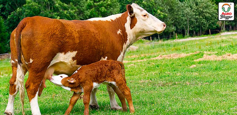 suplementos para la reproduccion bovina