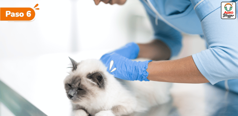 visitas al veterinario caspa en gatos