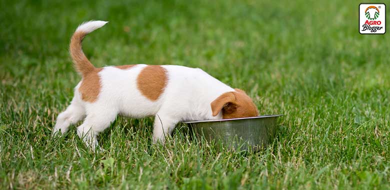 alimentos con calcio para perros