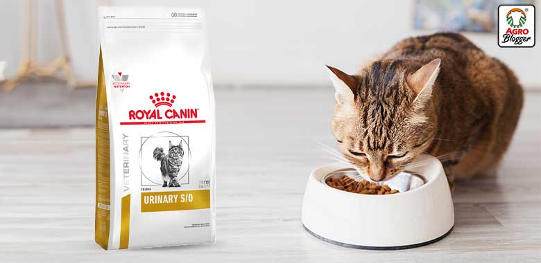 alimentos para eliminar calculos renales en gatos royal canin