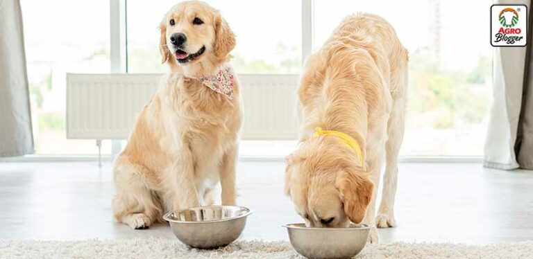 alimentos ricos en calcio para perros