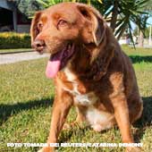 Fallece Bobi, El perro más longevo del mundo