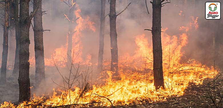 consecuencia del cambio climatico incendios forestales