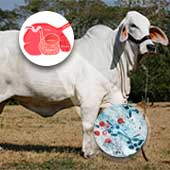 Criptosporidiosis en bovinos ¿Qué es y cómo tratarla?