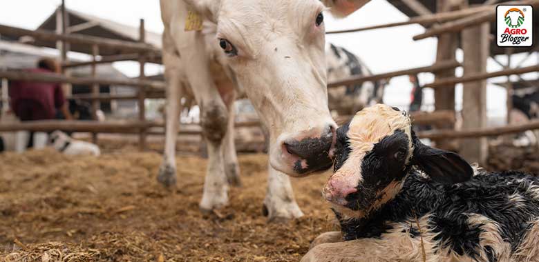 enfermedades reproductivas en bovinos
