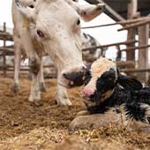 Principales enfermedades reproductivas en bovinos ¡Conócelas!