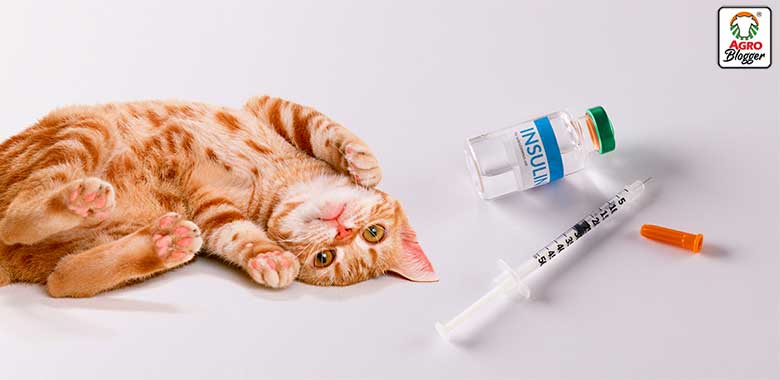insulinoterapia en gatos