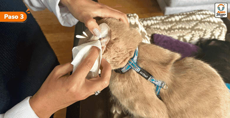 paso 3 limpiar oidos gato