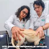 Crean en Colombia el primer perro robot para enseñar a estudiantes de veterinaria