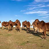 Pomadas antiinflamatorias para el ganado ¿Para qué sirven?