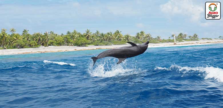 rescate delfin herido
