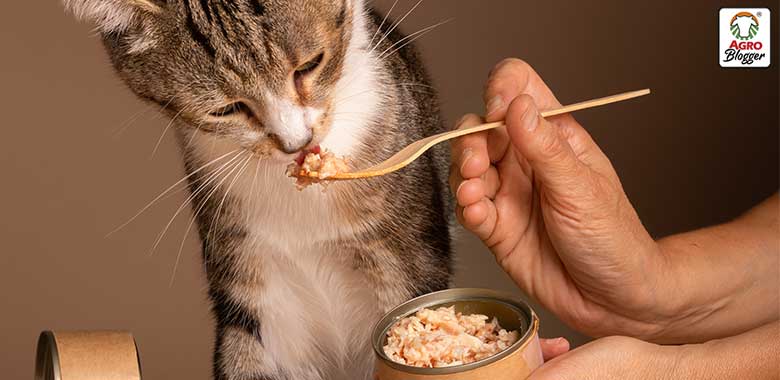 beneficios del alimento humedo gatos